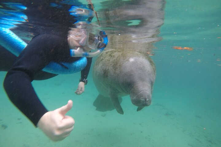 Guided Small Group Manatee Snorkeling Tour with In-Water Photographer - Photo 1 of 7